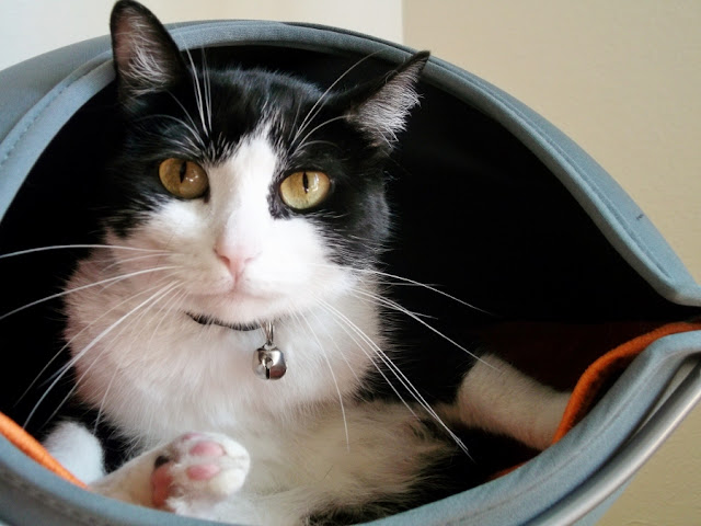 Hanging cat cuddle sales pod